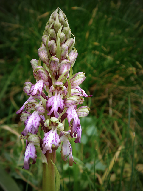 x the lovers of wild orchids