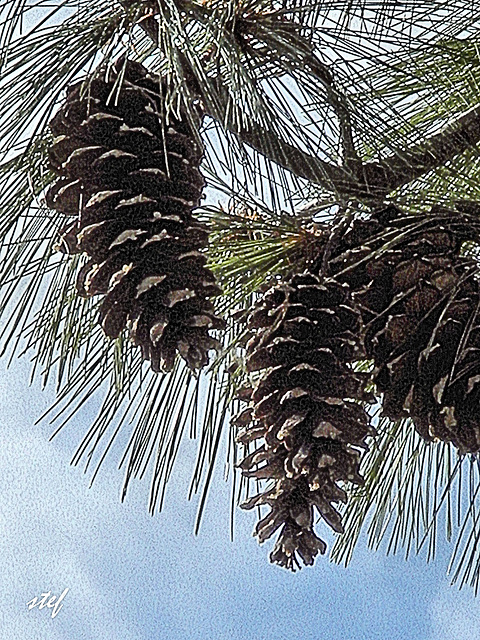 pinecones' clos up (1 PiP)
