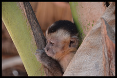 Baby capucin monkey