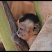 Baby capucin monkey