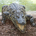 A hungry crocodile