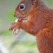 Red Squirrel 3