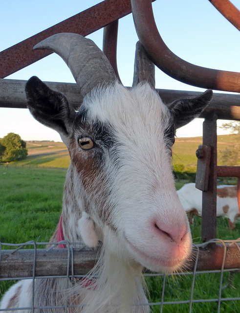 An intelligent looking Goat