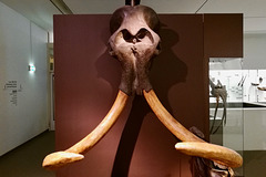Drents Museum 2018 – Mammoth