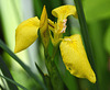 st bruno yellow iris DSC 1064