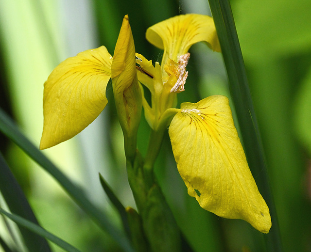 st bruno yellow iris DSC 1064
