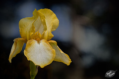 26/366: Golden Bearded Iris