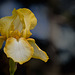 26/366: Golden Bearded Iris