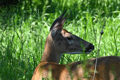 st bruno deer DSC 0986