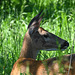 st bruno deer DSC 0986