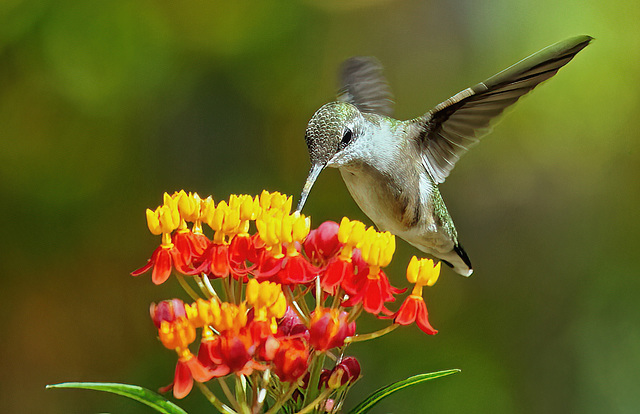 Hummingbird. 9282288.