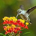 Hummingbird. 9282288.
