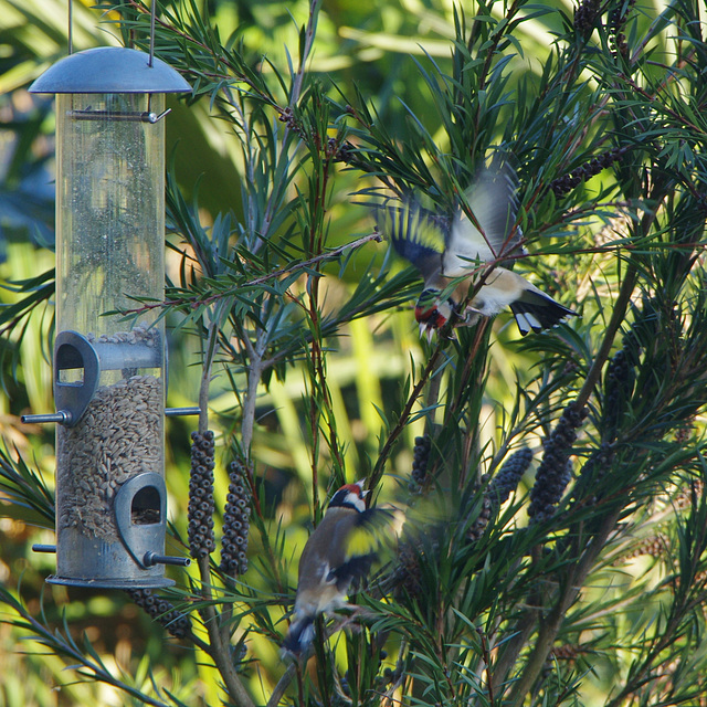 An Argument of Goldfinches