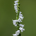 Spiranthes tuberosa (Little Ladies'-tresses orchid)