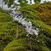 Wasserfall Dreimühlen bei Üxheim-Ahütte, frisches Wasser