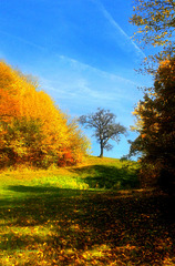 Vivid autumn colours.