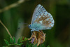 Polyommatus coridon - Eine kleine Schönheit - A small beauty