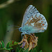 Polyommatus coridon - Eine kleine Schönheit - A small beauty