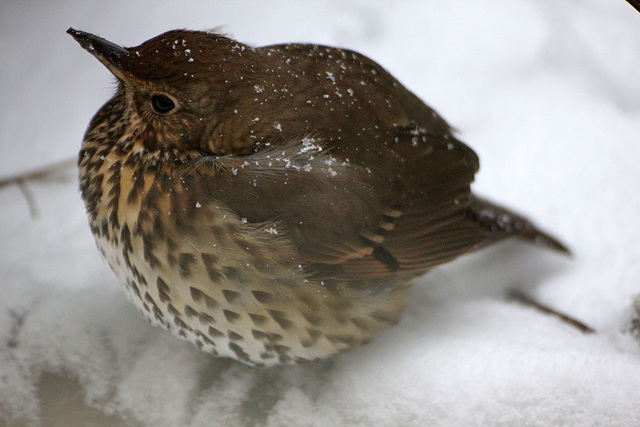 Song Thrush and Perfect Snowflakes