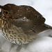 Song Thrush and Perfect Snowflakes