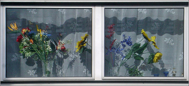 Des fleurs derrière la vitre