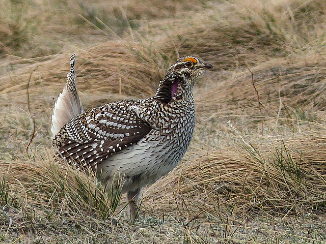 Sharp-tailed Grouse male