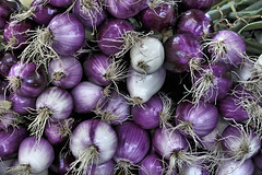 Purple Onions – Marché Jean-Talon, Montréal, Québec, Canada