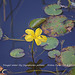 Fringed Water-lily - Friston Pond - 24 8 2021