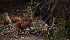 Die Eichhörnchen im Berggarten werden oft gefüttert und sind fast handzahm