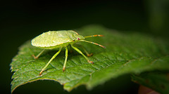 Die Nymphe einer Grünen Stinkwanze :))   The nymph of a green stink bug :))  La nymphe d'une punaise verte puante :))