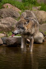 Wolf Rügen