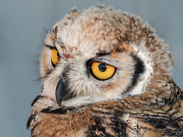 Great Horned Owl juvenile
