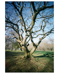 pinhole tree