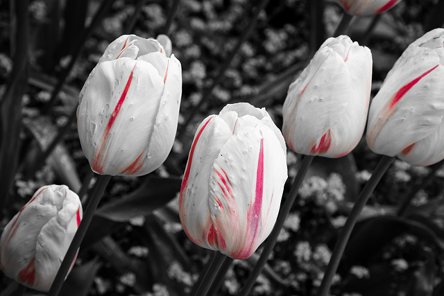 Film Noir tulips