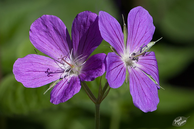 215/366: A Pair of Purple Princesses