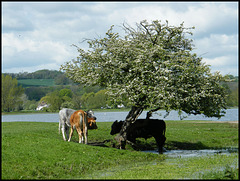 cattle in May