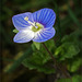 Kleine blaue Blüten - neu im Garten
