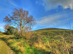 Autumn Rowen Tree and Ling Fell, Lake District