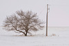tree and pole in March