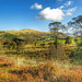 Autumn Sale Fell viewed across Wythop Valley, Lake District