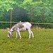 Donkey with a bell around his neck