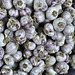 Garlic Bulbs – Marché Jean-Talon, Montréal, Québec, Canada