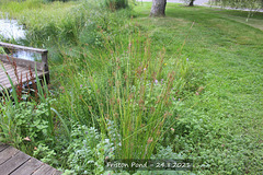 Friston Pond - reeds and more - 24 8 2021