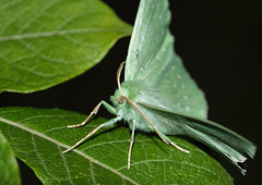Large Emerald moth (Geometra papilionaria)