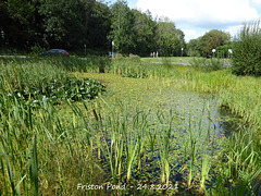 Friston Pond - bull rushes & waterlilies - 24 8 2021