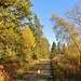 Autumn walk in Wykeham Forest