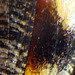 Butterfly wing, micro