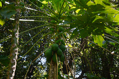Ethiopia, Papaya on the Island of Entons on the Lake of Tana