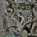 Twisted and Gnarled Trees