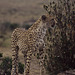 Cheetah in Samburu